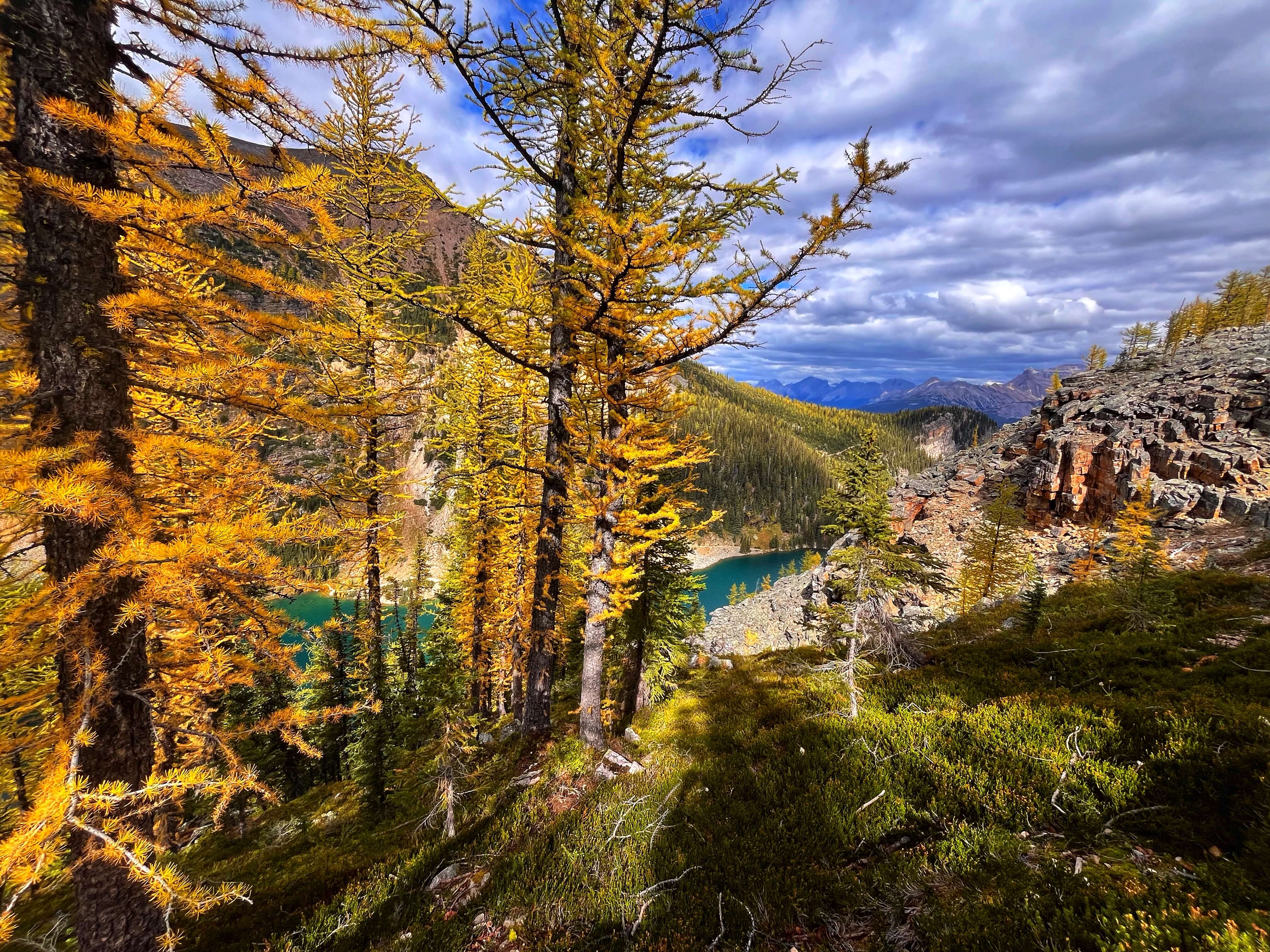 Lake Agnes through the Larch trees